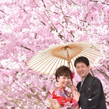 Photo taken by Kiki photo works - Pre Weddingphotoshoot in Nara park in the cherry blossom season for foreigners.