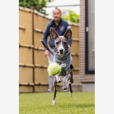 猫田晃広が撮影した「わんちゃん撮影」の写真