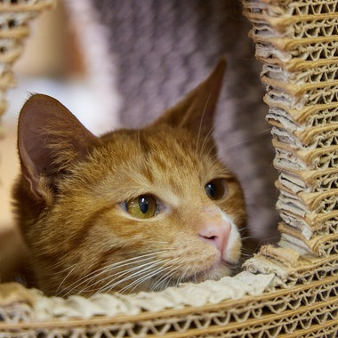 有限会社エルフラットが撮影した「猫カフェ」の写真