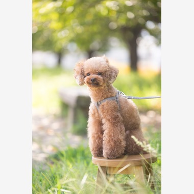 KOGA写真が撮影した「犬・わんこ撮影」の写真