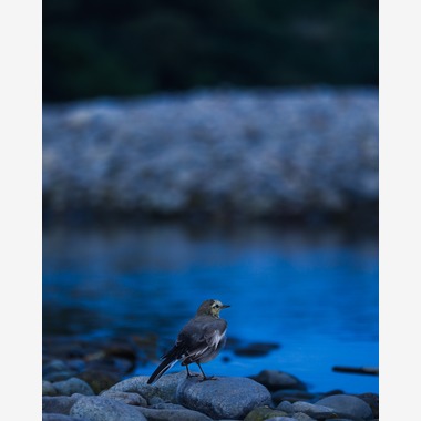 イレイモンケニーが撮影した「鳥と川辺」の写真