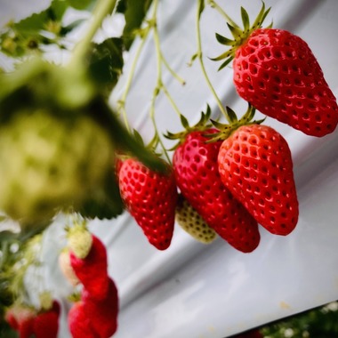 たそ屋が撮影した「名古屋市」の写真