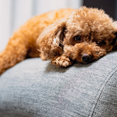 中谷新が出張撮影した「Maruちゃん」の家族写真