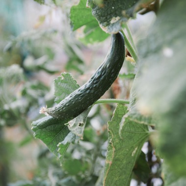 Shun Kanazawaが撮影した「Life Style」の写真