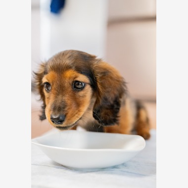 Yphotoが撮影した「ペット」の写真