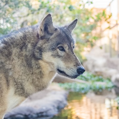 フォトスタジオ　ちっくたっくが撮影した「動物」の写真