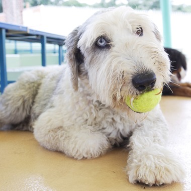 森安　照が撮影した「ペット撮影（犬・猫）」の写真