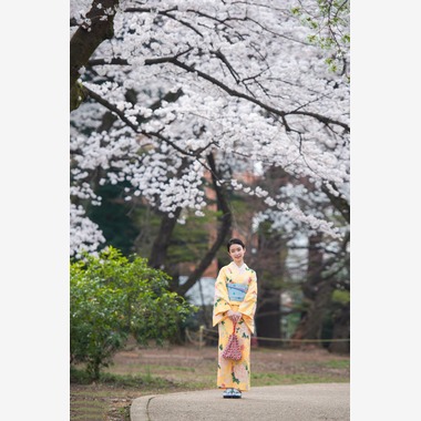 アラタンホヤガが撮影した「着物撮影　桜」の写真