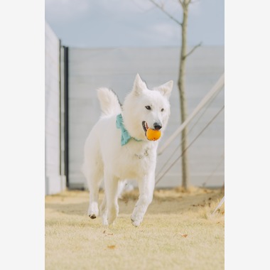 Keiphotoが撮影した「ペット撮影（ご自宅やロケーション）」の写真