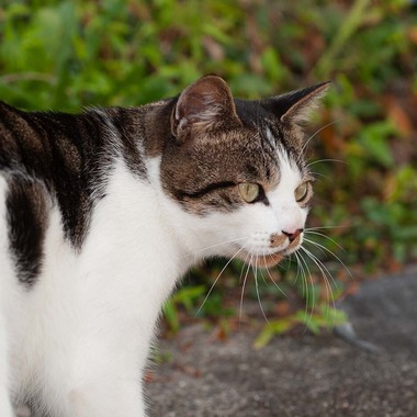 十時写真事務所が撮影した「猫」の写真