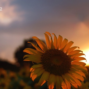 しゅうへいが撮影した「」の写真