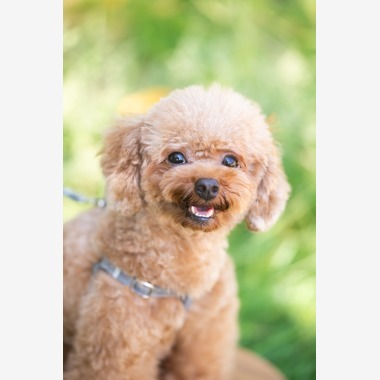 KOGA写真が撮影した「犬・わんこ撮影」の写真