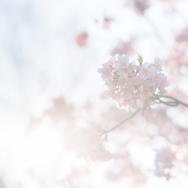 U-CONCENT (香川裕貴)が撮影した「桜フォト」のウェディングフォト