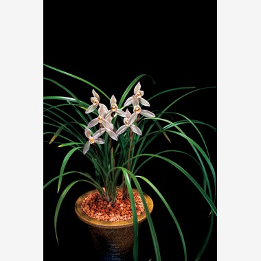 Herbest Productsが撮影した「静物」の写真