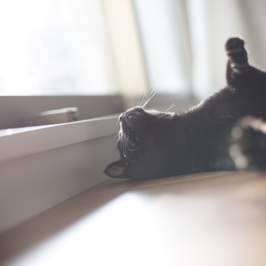 k.uemuraが撮影した「動物・自然」の写真