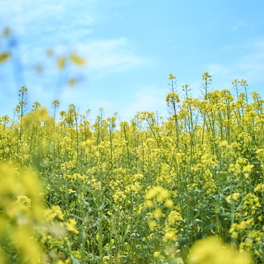 津田野 瑞希が撮影した「風景」の写真