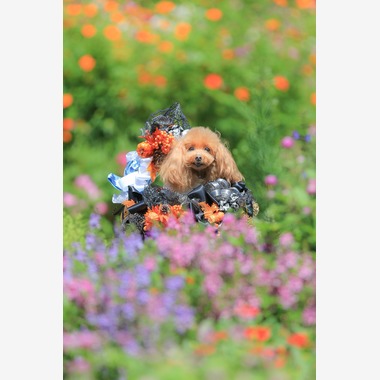 高橋 透（Coo&Sea STUDIO代表）が出張撮影した「大花壇de撮影会／秋＠横浜」の家族写真