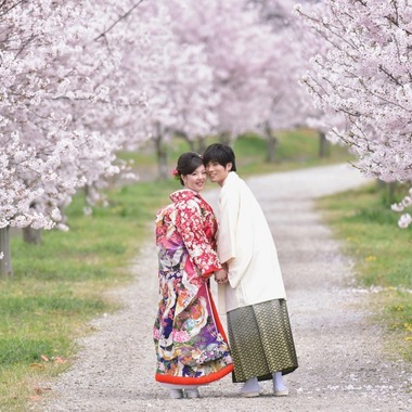 Photo taken by Kiki photo works - Pre Weddingphotoshoot in Nara park in the cherry blossom season for foreigners.