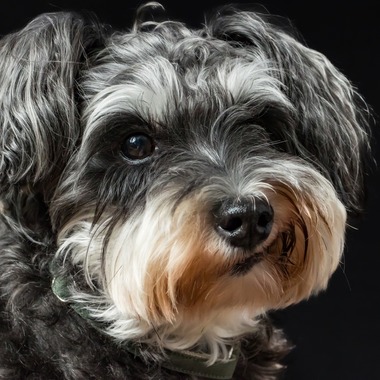 齋藤将成が出張撮影した「ペット撮影」の家族写真