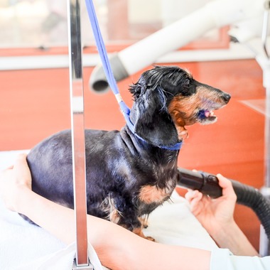 出張撮影 中村まみこが撮影した「トリミングサロンHP用撮影」の写真