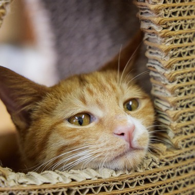 有限会社エルフラットが撮影した「猫カフェ」の写真