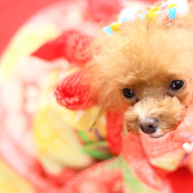 Photographer  Tomoが撮影した「わんちゃん七五三」の写真