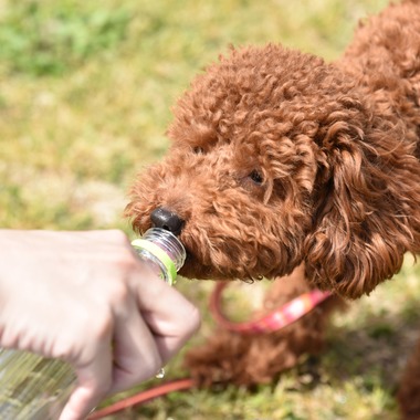 大熊和輝が撮影した「ペット撮影」の写真