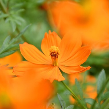 池田健人が撮影した「高尾」の写真