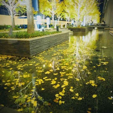 鈴木奈菜が撮影した「グランフロント大阪のアンバサダーの時に受賞した作品」の写真