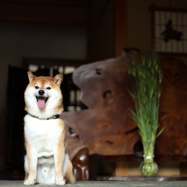 インスタントソイ合同会社　井上泰徳が撮影した「ワンちゃん撮影」の写真