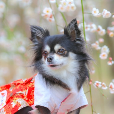 高橋 透（Coo&Sea STUDIO代表）が出張撮影した「梅de撮影会＠小田原」の家族写真