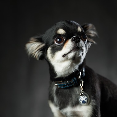 阪口写真事務所が撮影した「愛犬の撮影」の写真