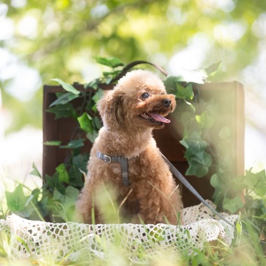 KOGA写真が撮影した「犬・わんこ撮影」の写真