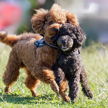 内田　雄一が撮影した「DOGイベントでの撮影」の写真