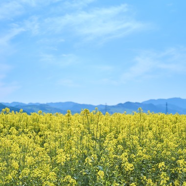 津田野 瑞希が撮影した「風景」の写真