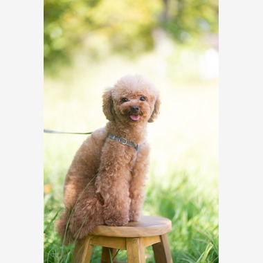 KOGA写真が撮影した「犬・わんこ撮影」の写真