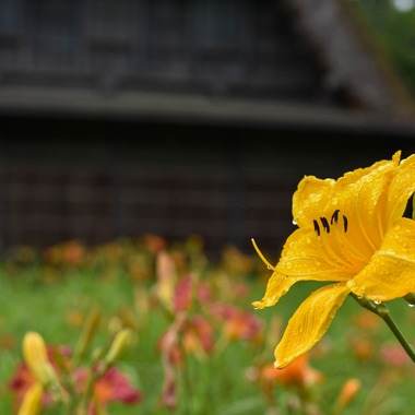 藤井が撮影した「太閤山ランド」の写真
