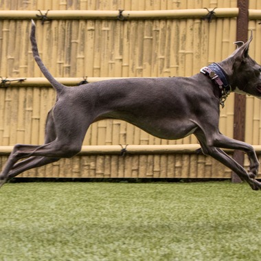 猫田晃広が撮影した「わんちゃん撮影」の写真