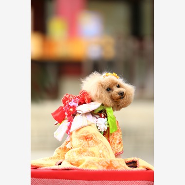 Photographer  Tomoが撮影した「わんちゃん七五三」の写真