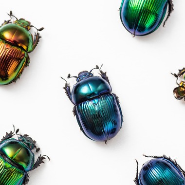 蒼繭写真事務所が撮影した「害虫展ビジュアル」の写真