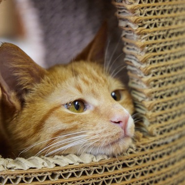 有限会社エルフラットが撮影した「猫カフェ」の写真