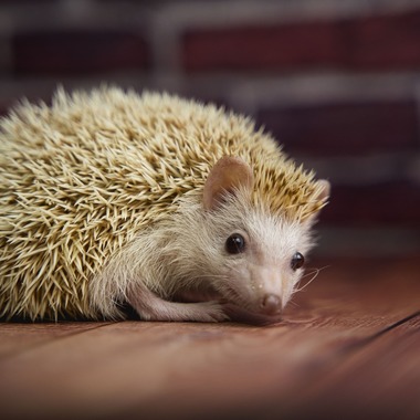 出張撮影くろめっとが撮影した「物を撮影した写真」の写真