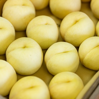 umimoyamamoworksが撮影した「農家さん取材写真」の写真