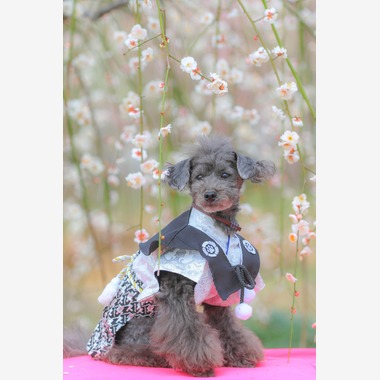 高橋 透（Coo&Sea STUDIO代表）が出張撮影した「梅de撮影会＠小田原」の家族写真