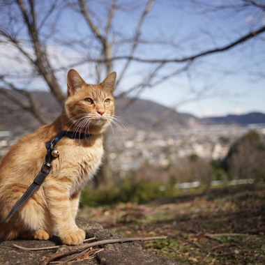 どんじょ斉藤が撮影した「」の写真