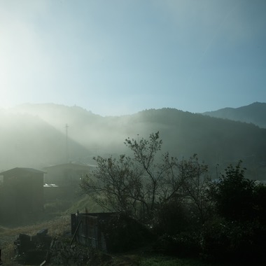 k.uemuraが撮影した「動物・自然」の写真