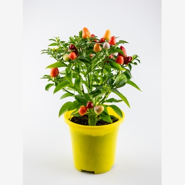 PhotoBaseありよしが撮影した「宣材写真」の写真