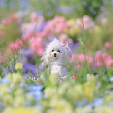 高橋 透（Coo&Sea STUDIO代表）が出張撮影した「大花壇de撮影会／春＠横浜」の家族写真