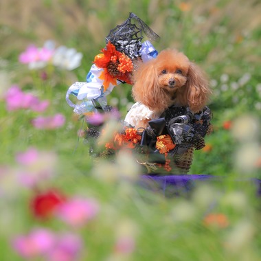 高橋 透（Coo&Sea STUDIO代表）が出張撮影した「大花壇de撮影会／秋＠横浜」の家族写真