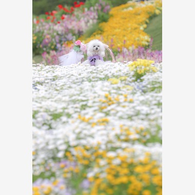 高橋 透（Coo&Sea STUDIO代表）が出張撮影した「大花壇de撮影会／春＠横浜」の家族写真